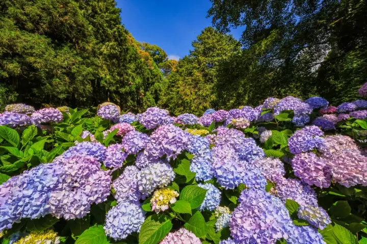 盛開的藍紫色繡球花海與群山環繞的景色