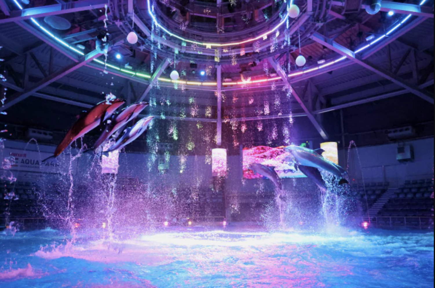 品川水族館內海豚跳出水面，和七彩燈光以及水花交織出美麗的畫面
