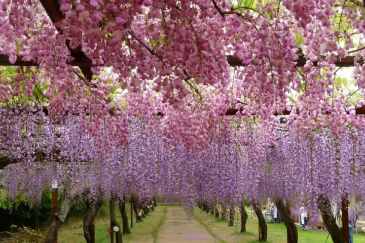 岡山和氣町藤公園紫藤花廊，紫色花穗懸掛在空中，形成浪漫隧道。綠葉點綴其中，背景有草地小路，給人寧靜悠然之感。