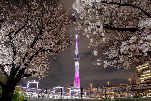 夜晚時隅田川步道綻放的夜櫻與東京晴空塔同框