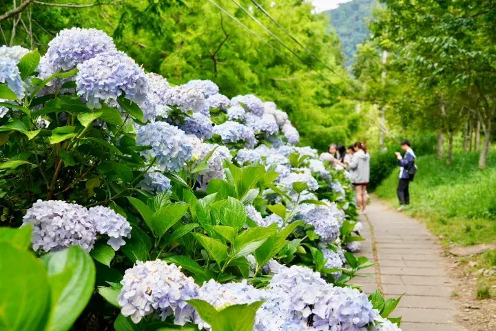步道旁淡藍色與淺紫色花朵盛開，交織成壯觀的繡球花牆，多位旅客正在拍照合影