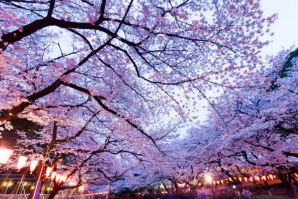 「東京上野櫻花祭」上千株櫻花與千盞燈籠點亮的夜櫻