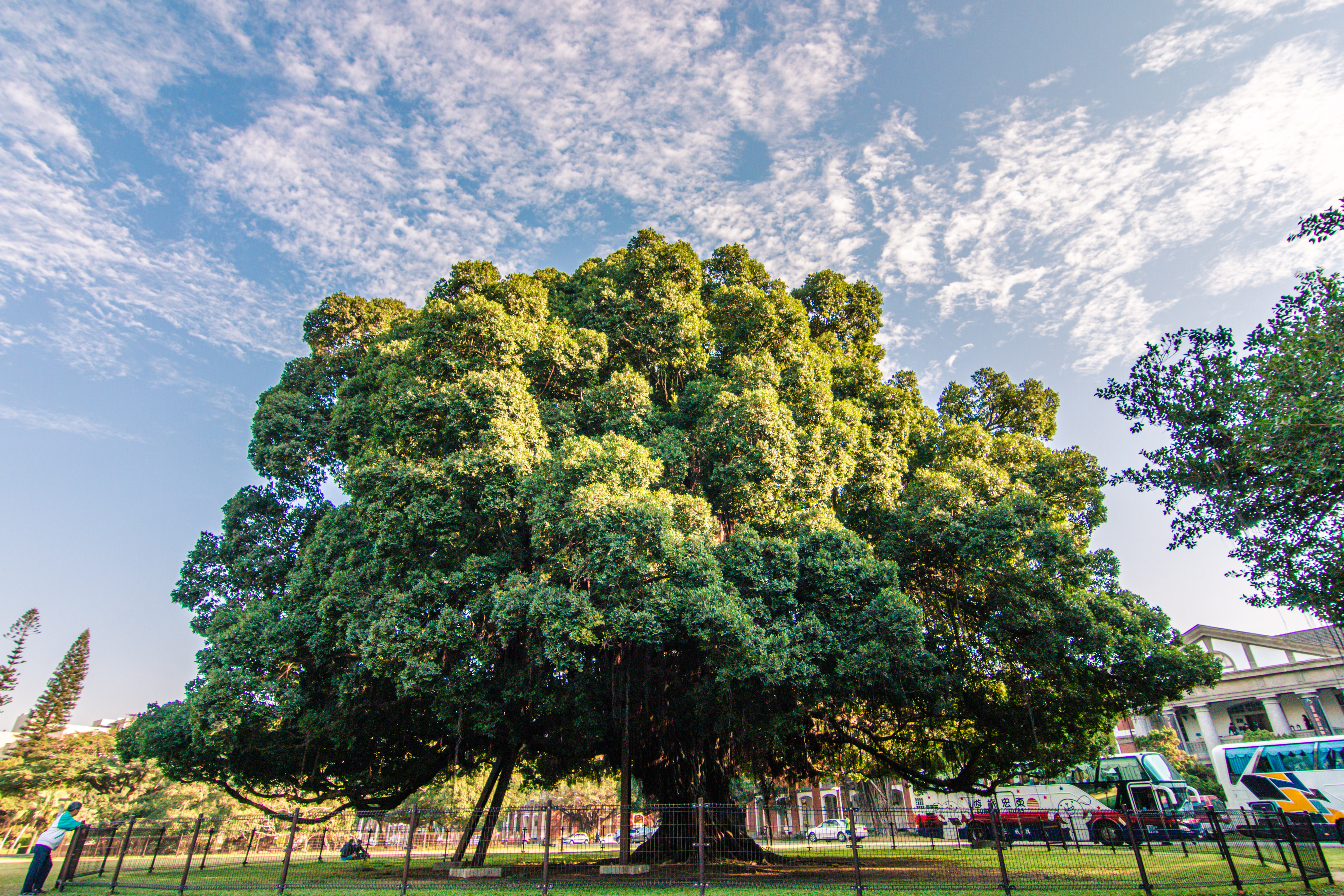 成功大學巨大的榕園榕樹