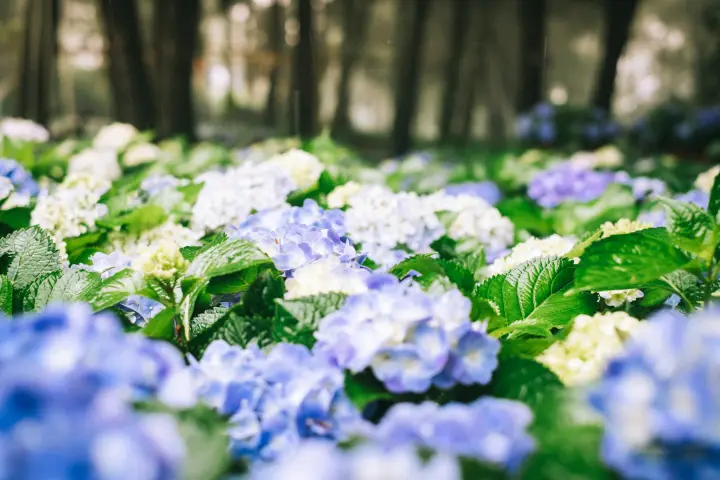 藍紫色繡球花海與森林步道交織的夏日美景