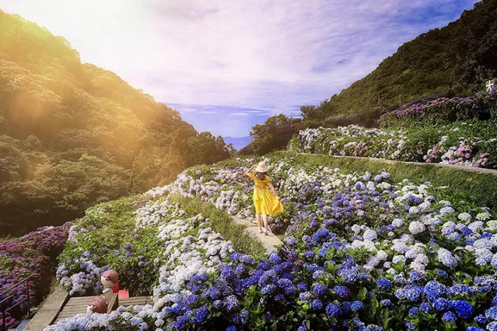 穿著黃色洋裝的女生與，藍色、紫色、白色花朵層層疊疊繡球花合照身影