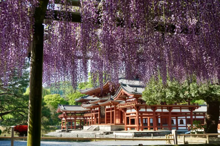 平等院與紫藤棚下，藍天綠樹背景，營造寧靜祥和氛圍。