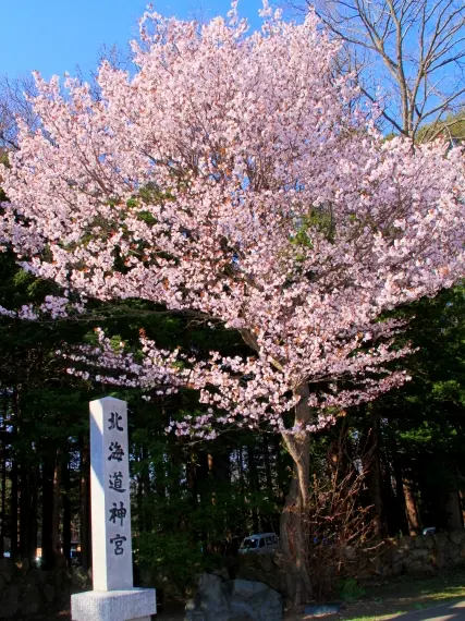  「北海道神宮」石碑旁的櫻花樹盛
