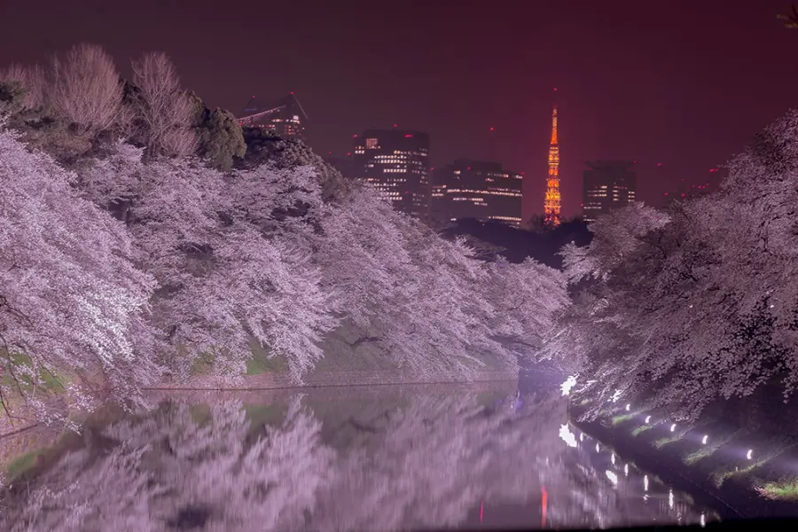 夜晚時在「千鳥淵」盛開的櫻花隧道與遠方的東京鐵塔交織出夢幻景色