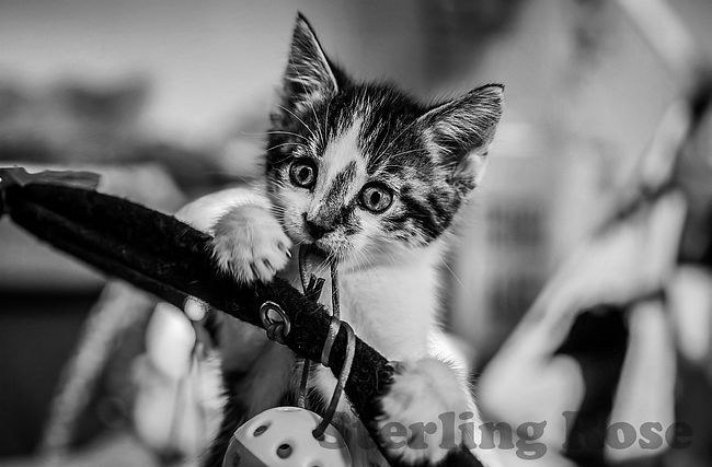 B&W-Kitten.jpg