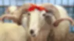 ree