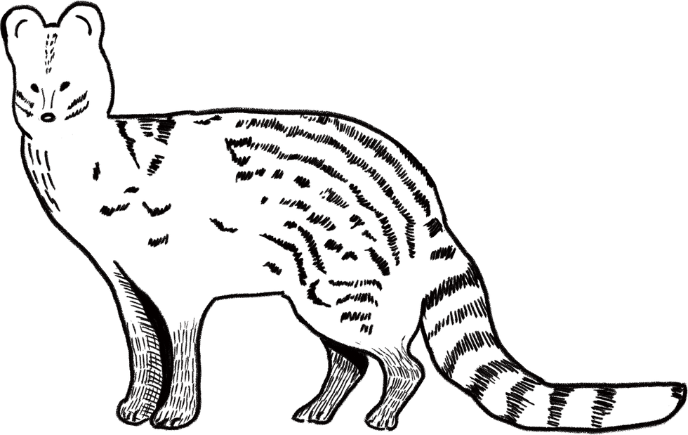B-2-1 窗貼-麝香貓.png