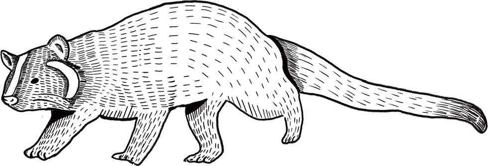 B-2-1 窗貼-白鼻心.png