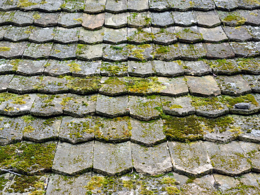 Close-up of weathered gray roof shingles covered in patches of green moss and lichen, showing age and dampness