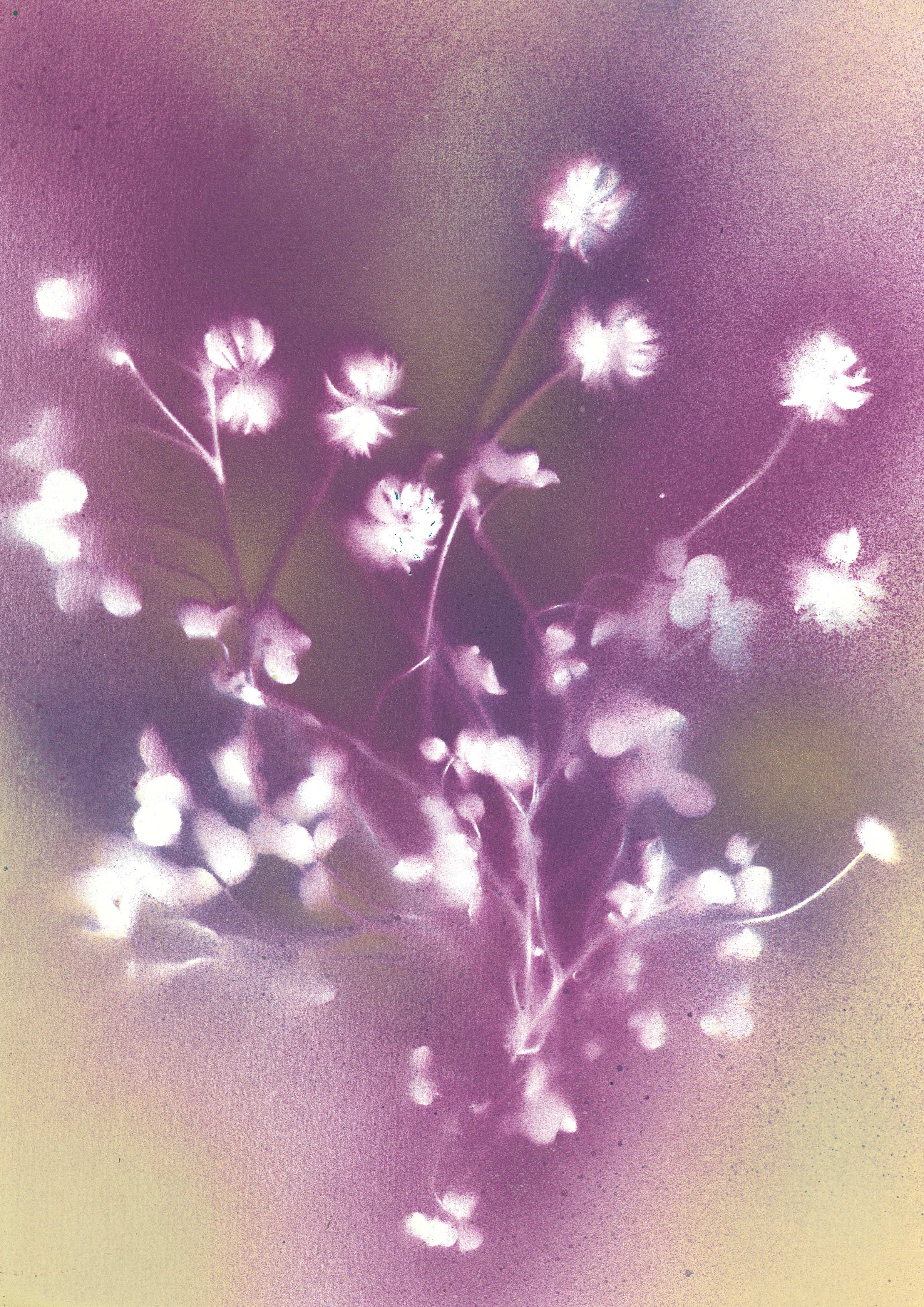 Blush of Becoming
