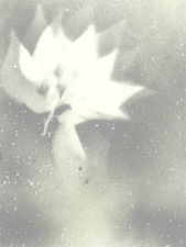Washed into Light – ethereal botanical art print of a white leaf dissolving into soft grey light