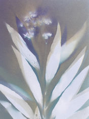 Veiled Bloom – botanical art print of silvery white leaves and violet blossoms in soft shadow