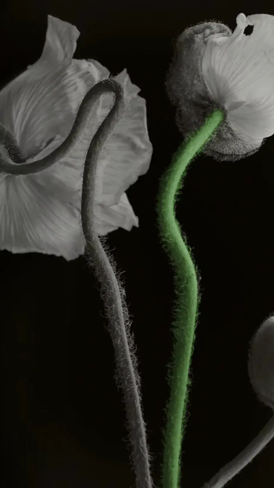 Flower_Identiscent_Natural_Collection.webp