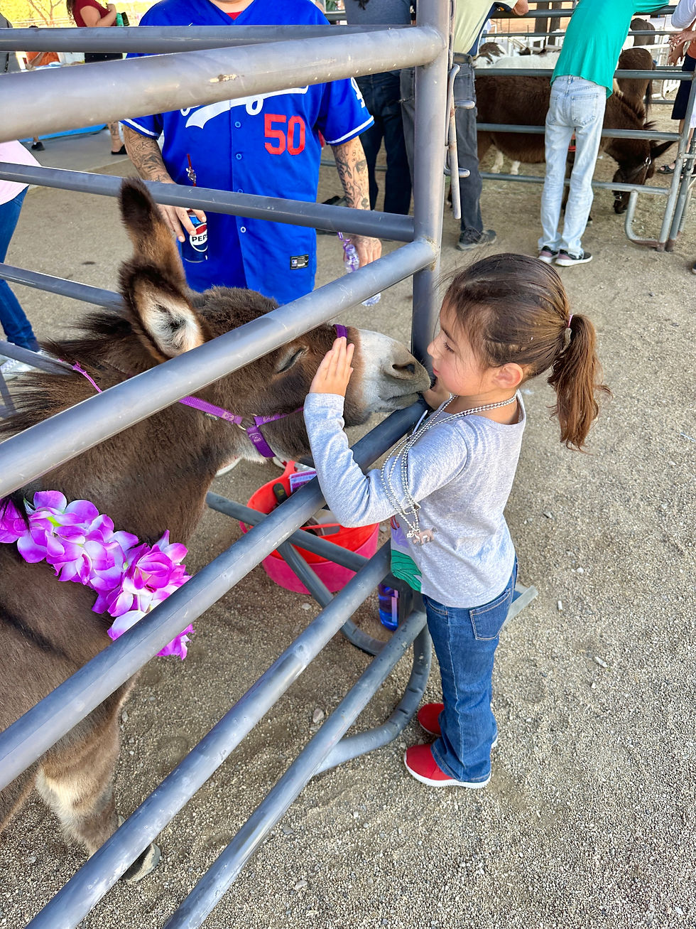 Thumbnail: Donkey Day Christmas 2026