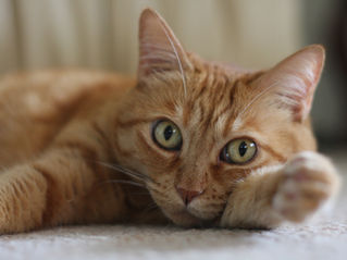 The Cat Who Came in a Dream -- and Stayed!