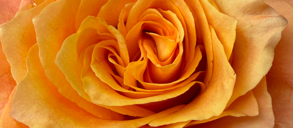 Orange Rose