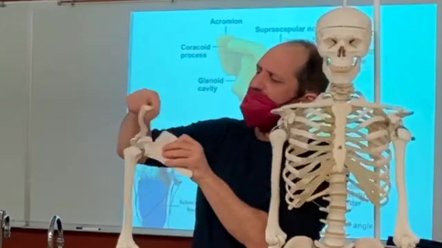 Study Session - The Skeleton