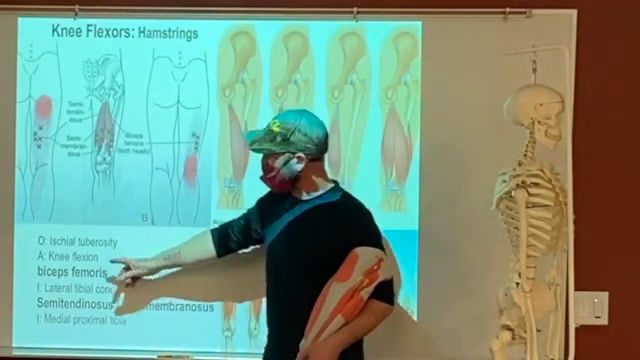 Study Session - Leg Muscles