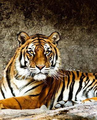 tigre bengala rajasthan.jpg