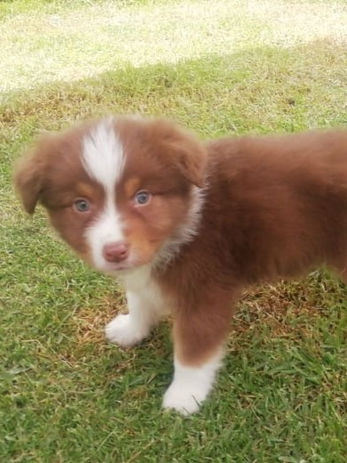 Pastor Ovejero Australiano cachorro en Colombia, un Australian Shepherd de criadero de Australianos chocolate en colombia RK Puppies