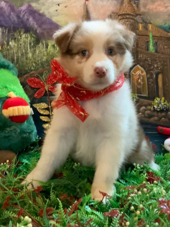 Pastor Ovejero Australiano cachorro en Colombia, un Australian Shepherd de criadero de Australianos red merle en colombia RK Puppies