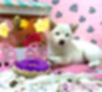 Miniatura: Shiba Inu Blanco crema para reservar