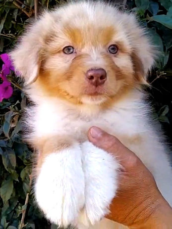 Pastor Ovejero Australiano cachorro en Colombia, un Australian Shepherd de criadero de Australianos red merle en colombia RK Puppies