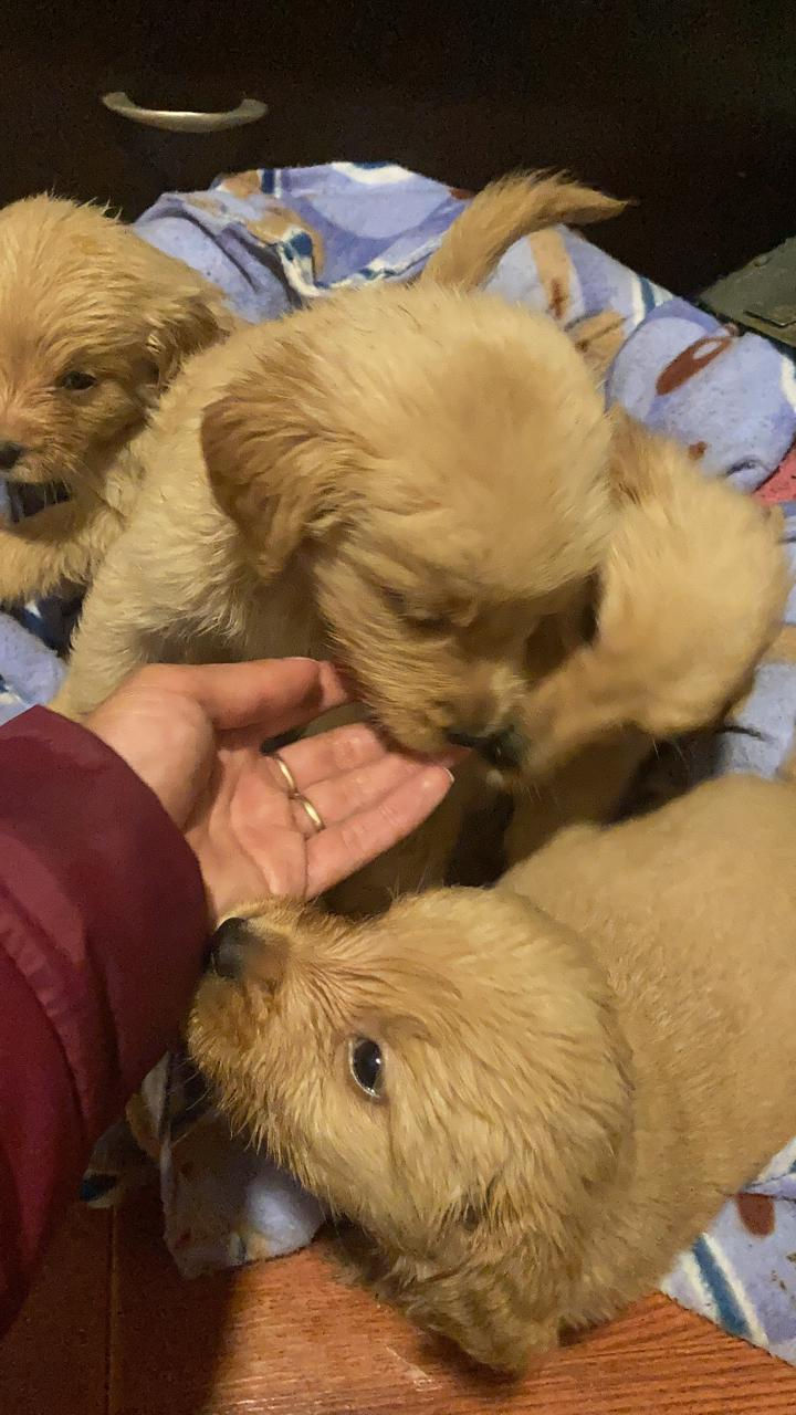 Thumbnail: Golden Retriever para reserva