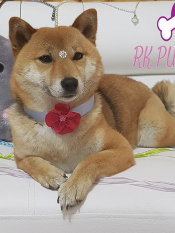 Shiba Inu cachorros Colombia de un criadero de shiba inu en colombia