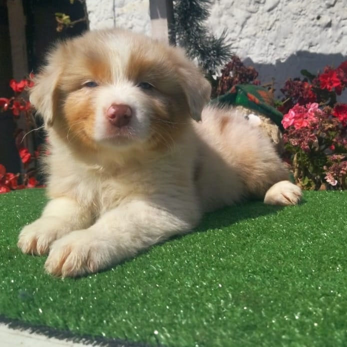 Australian Shepherd Red Merle
