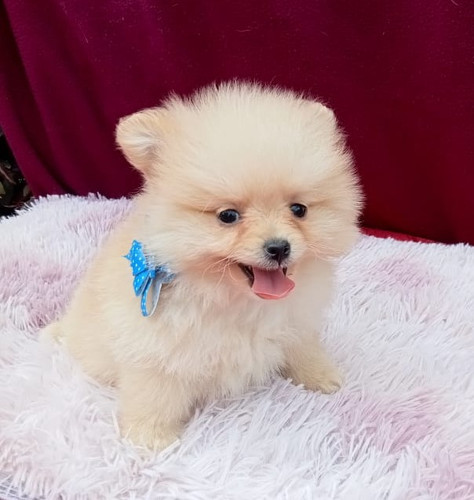 Pomerania Lulú Osito Línea Rusa RK Puppies Criadero Canino Colombia