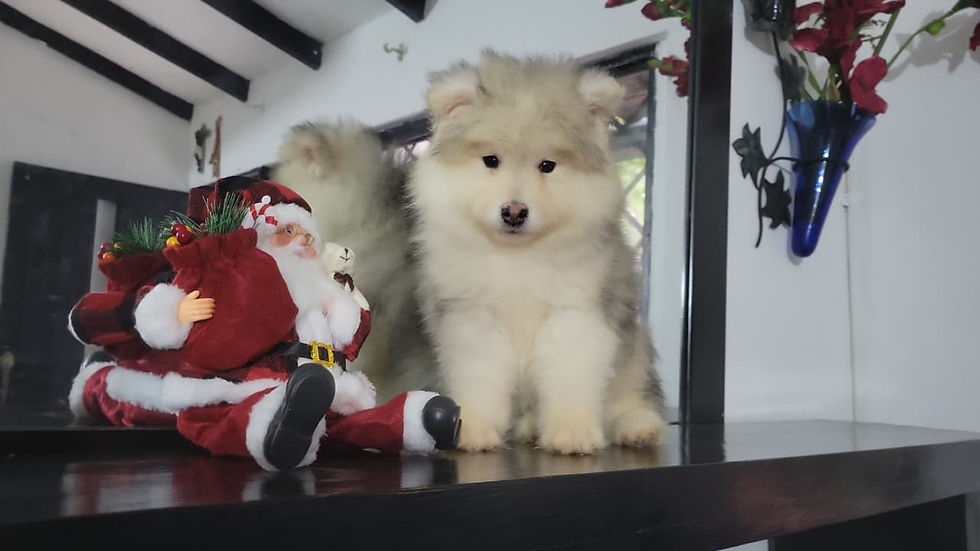 Thumbnail: Alaskan Malamute Macho