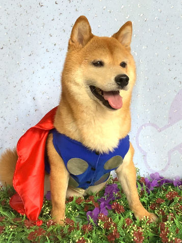 Shiba Inu cachorros Colombia de un criadero de shiba inu en colombia
