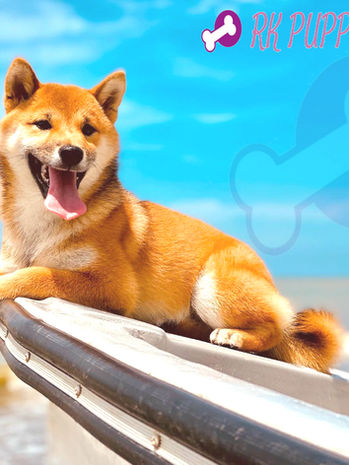 Shiba Inu cachorros Colombia de un criadero de shiba inu en colombia