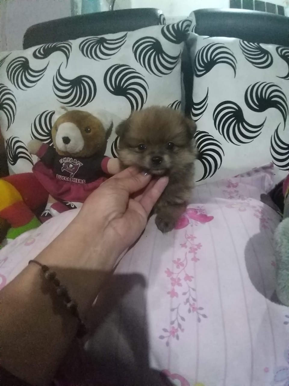 Pomerania Lulú caramelo machos para reservar