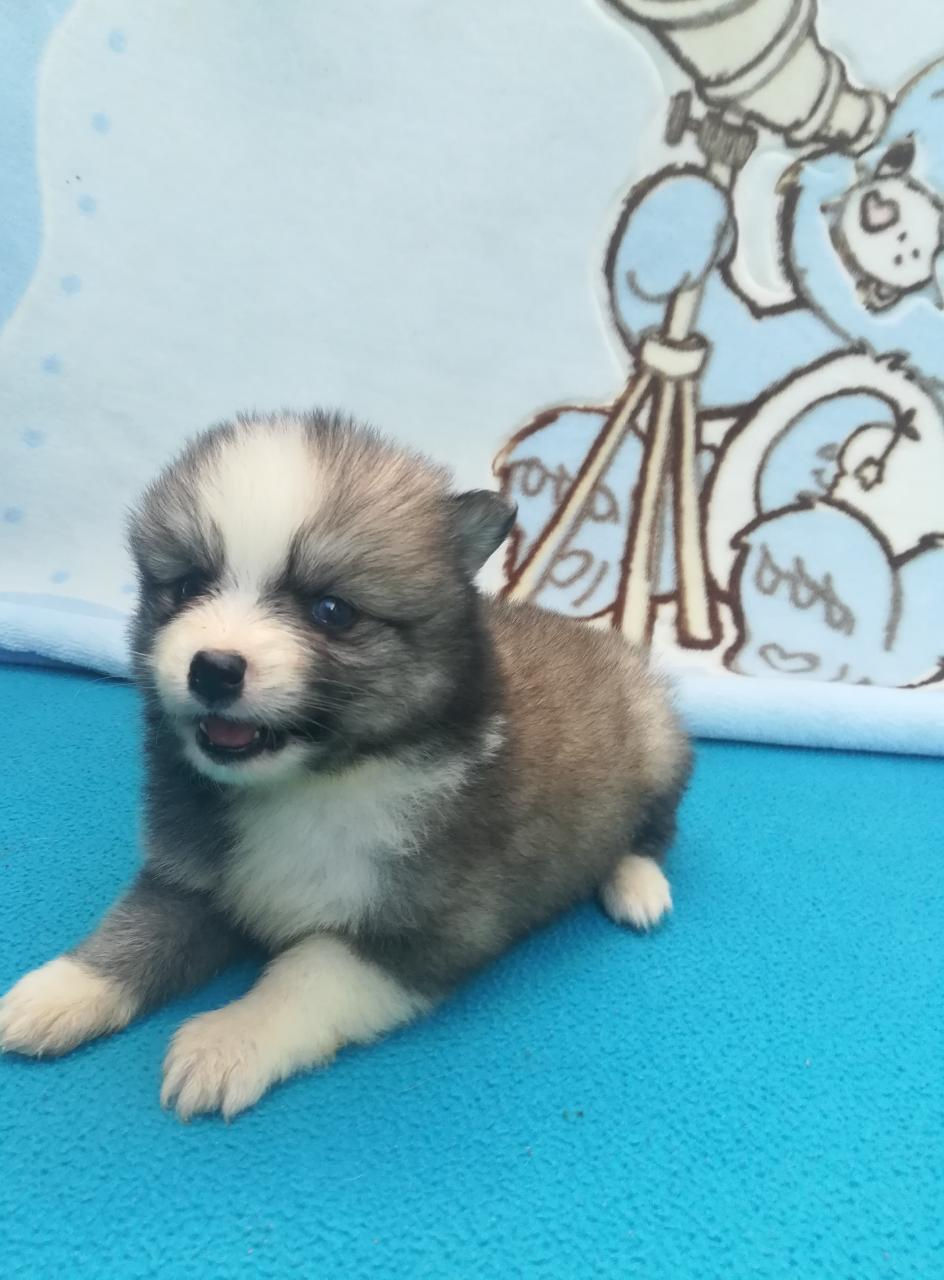 Miniatura: Pomsky 4ta Gen.