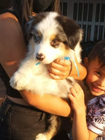 Pastor Ovejero Australiano cachorro en Colombia, un Australian Shepherd de criadero de Australianos blue merle en colombia RK Puppies