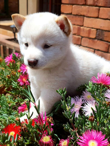 Shiba Inu cachorros Colombia de un criadero de shiba inu en colombia