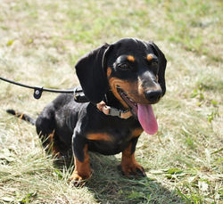 Cachorros Teckel Salchicha o Dachshund Miniatura Puros de criadero en bogota medellin y cali
