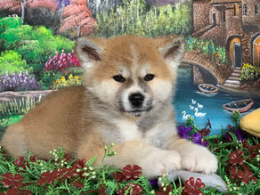 Cachorro Akita inu de criadero de akita inu colombia