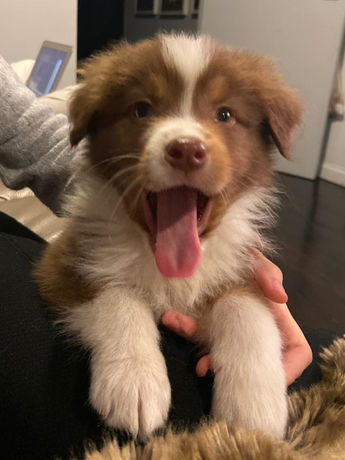 Pastor Ovejero Australiano cachorro en Colombia, un Australian Shepherd de criadero de Australianos chocolate en colombia RK Puppies