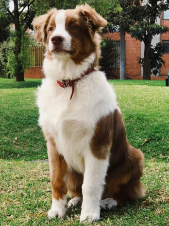 Pastor Ovejero Australiano cachorro en Colombia, un Australian Shepherd de criadero de Australianos cafe en colombia RK Puppies