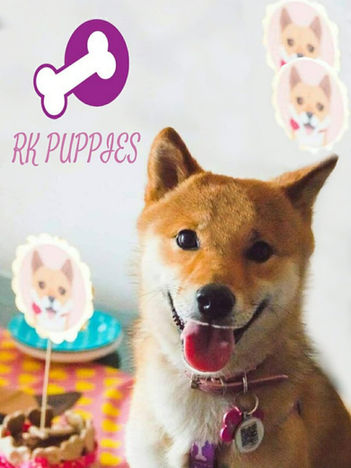 Shiba Inu cachorros Colombia de un criadero de shiba inu en colombia