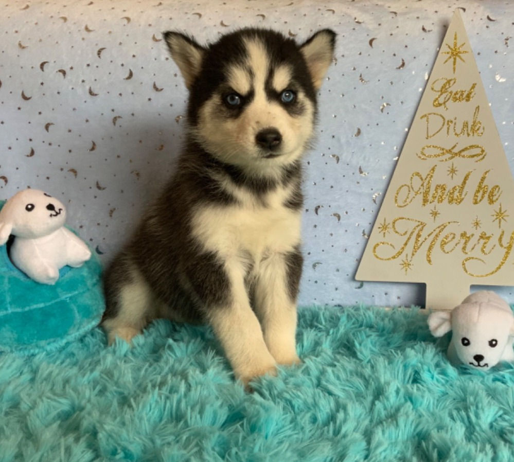 Husky Siberiano manto negro