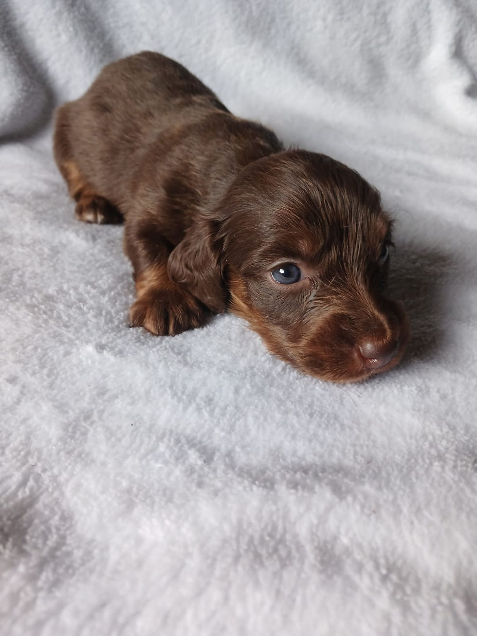 Miniatura: Dachshund (Teckel) Pelo largo Chocolate
