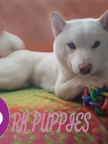 Shiba Inu cachorros Colombia de un criadero de shiba inu en colombia